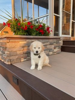 Oakley, Golden Retriever Puppy