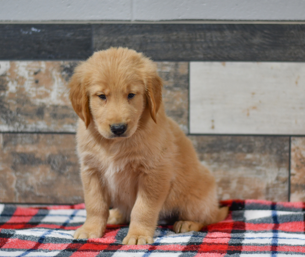 Golden Retriever Whisky All Star Puppies All Star Puppies