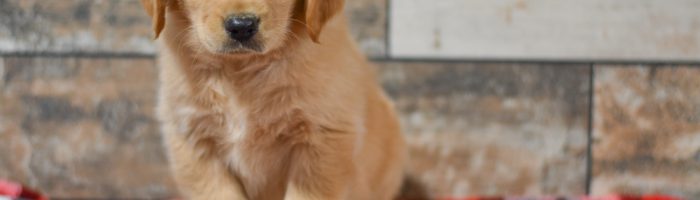 Cute & Adorable Golden Retriever puppy for sale and seeking adoption into a loving furever home!