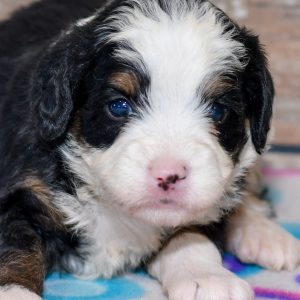 mini bernedoodle puppy for sale