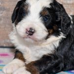 bernese mountain dog poodle mix puppy