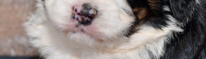bernese mountain dog poodle mix puppy