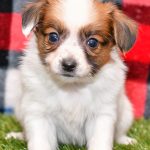 Playful puppies from All Star Puppies. This loving Papillon Puppy is looking for a forever home. Puppies for sale.