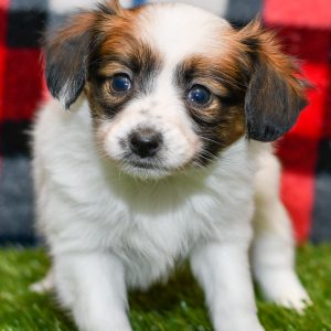 Playful puppies from All Star Puppies. This loving Papillon Puppy is looking for a forever home. Puppies for sale.