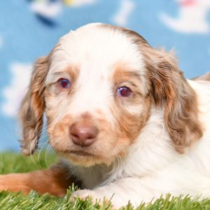 Adorable Dachshund puppy for sale and seeking adoption into a loving furever home!