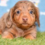 Adorable Dachshund puppy for sale and seeking adoption into a loving furever home!
