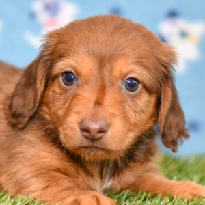 Adorable Dachshund puppy for sale and seeking adoption into a loving furever home!