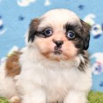 shih-tzu puppy for sale