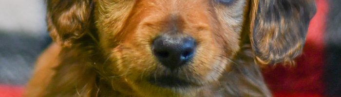 Dachshound pup for sale ohio, cute, cuddly, playful pups