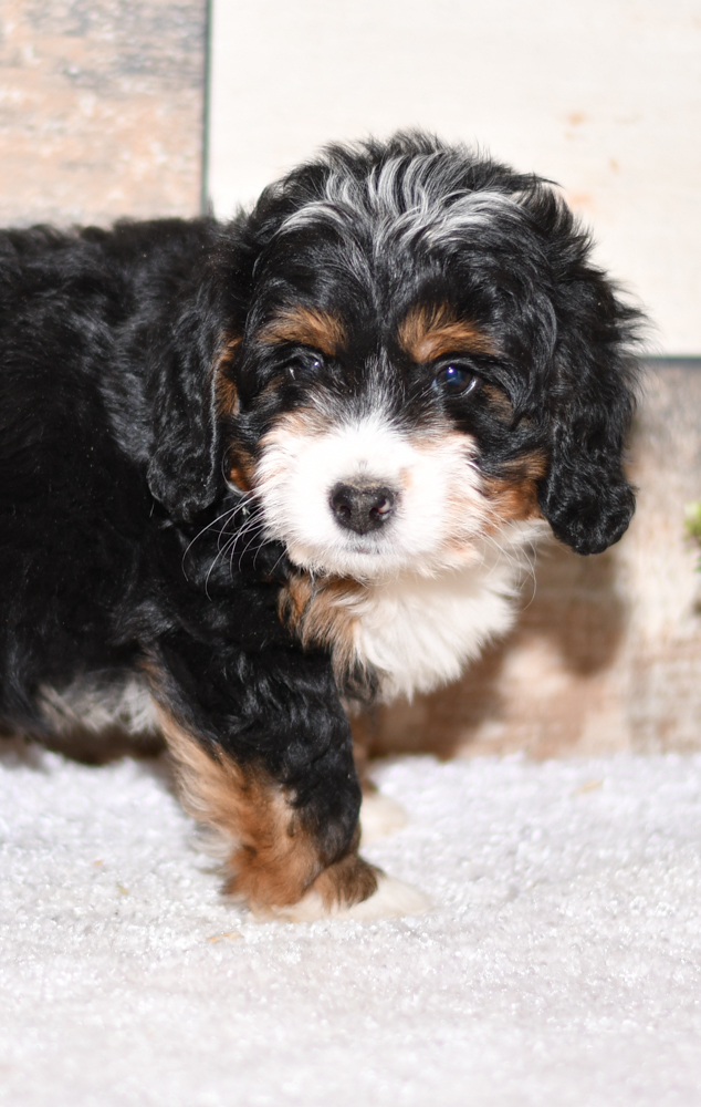 cute cuddley playful mini bernedoodle puppies, ohio puppy adoption Valentines pup