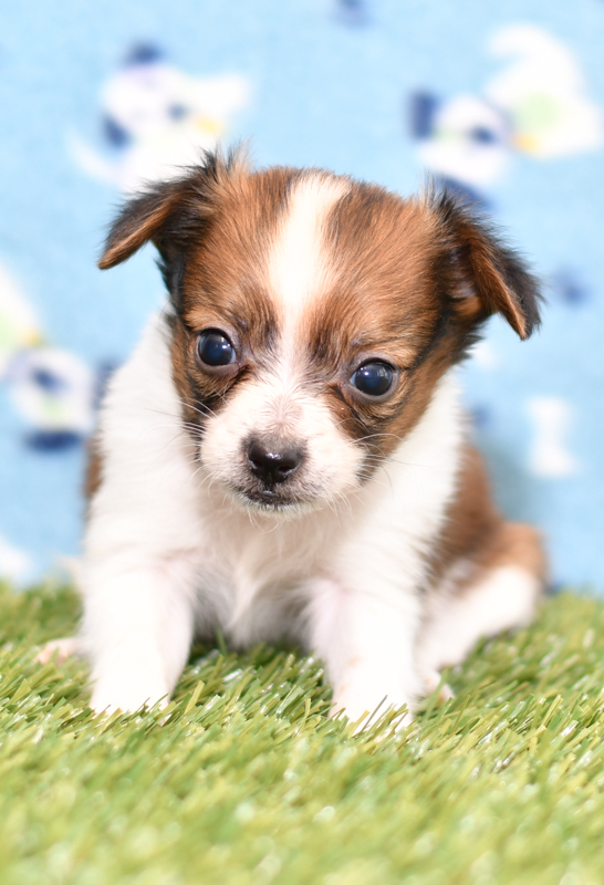 Beautiful Papillon Puppies at play. For sale playful puppies of Ohio. Cute and cuddly playful pups for sale