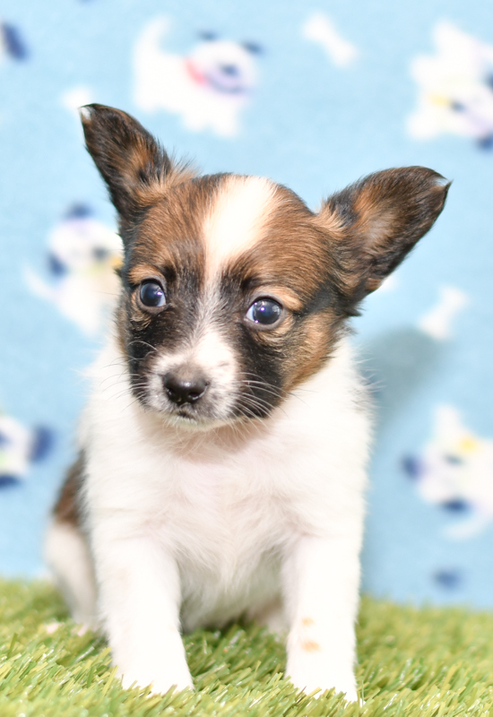 Beautiful Papillon Puppies at play. For sale playful puppies of Ohio. Cute and cuddly playful pups for sale