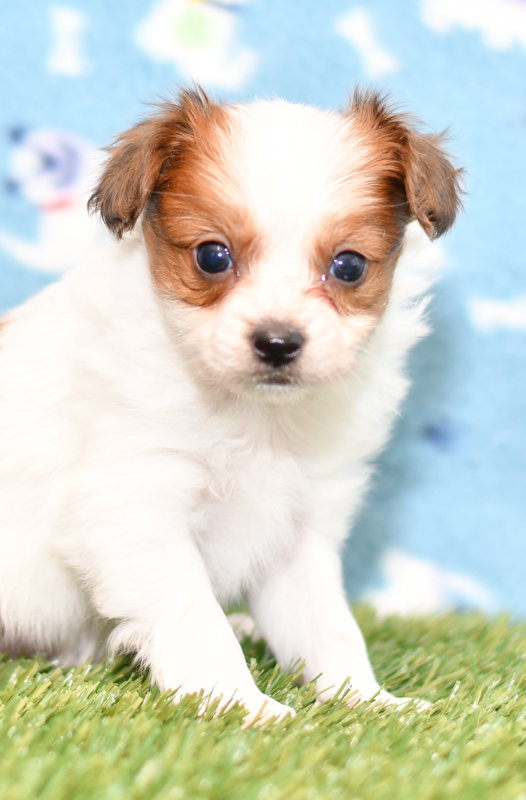Beautiful Papillon Puppies at play. For sale playful puppies of Ohio. Cute and cuddly playful pups for sale