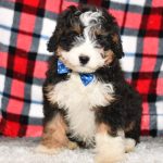 Beautiful Puppies at play. For sale playful puppies of Ohio. Cute and cuddly playful pups for sale