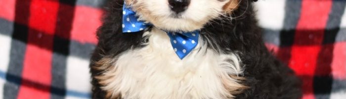 Beautiful Puppies at play. For sale playful puppies of Ohio. Cute and cuddly playful pups for sale