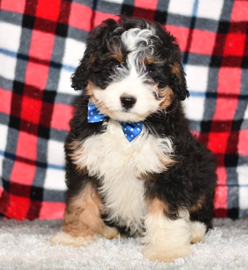 Beautiful Puppies at play. For sale playful puppies of Ohio. Cute and cuddly playful pups for sale