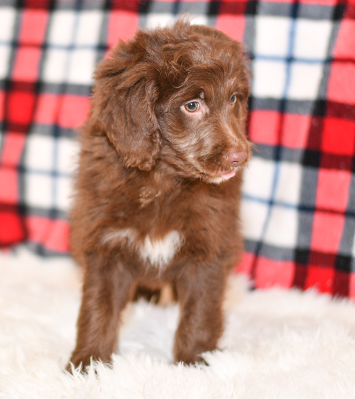 Beautiful Puppies at play. For sale playful puppies of Ohio. Cute and cuddly playful pups for sale aussiedoodles