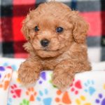 Cute & Adorable Mini Cavapoos puppy for sale and seeking adoption into a loving furever home!