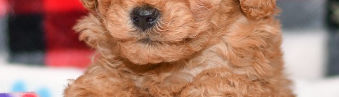 Cute & Adorable Mini Cavapoos puppy for sale and seeking adoption into a loving furever home!