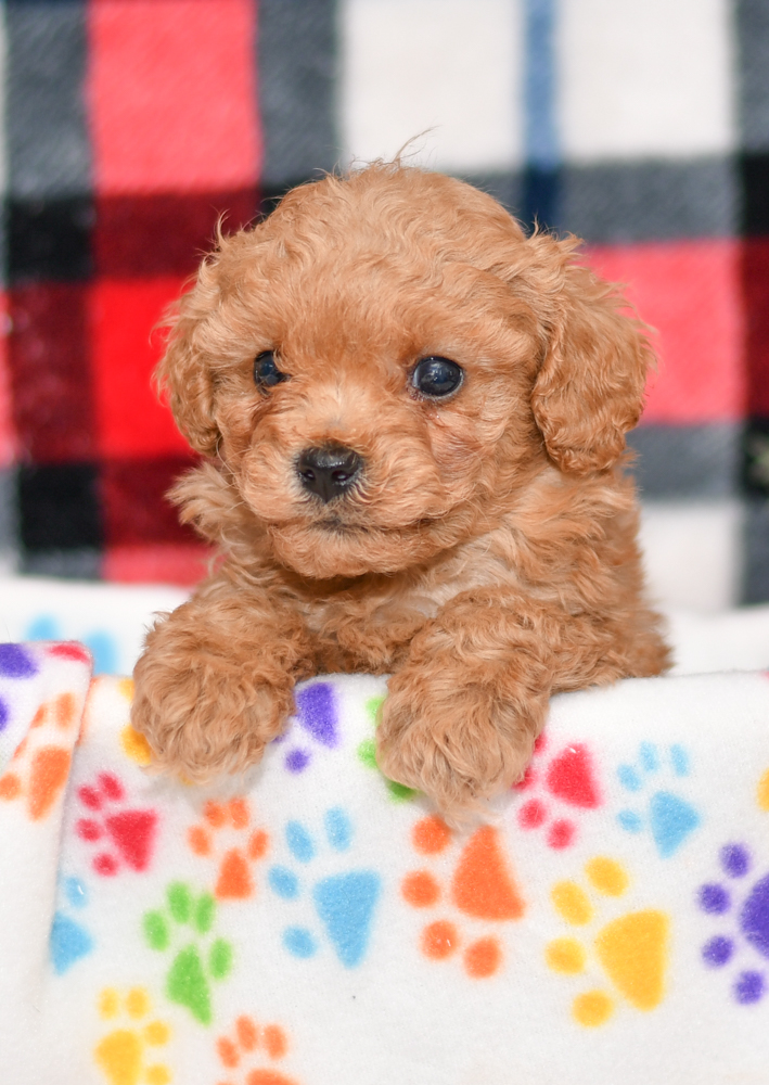Cute & Adorable Mini Cavapoos puppy for sale and seeking adoption into a loving furever home!