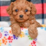 Cute & Adorable Mini Cavapoos puppy for sale and seeking adoption into a loving furever home!