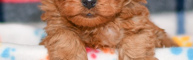 Cute & Adorable Mini Cavapoos puppy for sale and seeking adoption into a loving furever home!