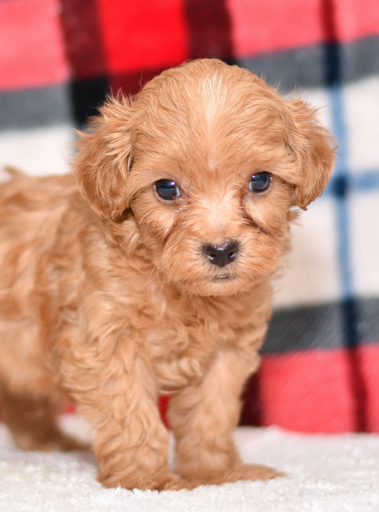 Cute & Adorable Mini Cavapoos puppy for sale and seeking adoption into a loving furever home!