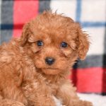 Cute & Adorable Mini Cavapoos puppy for sale and seeking adoption into a loving furever home!