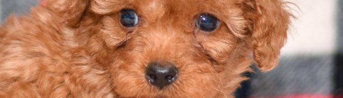 Cute & Adorable Mini Cavapoos puppy for sale and seeking adoption into a loving furever home!