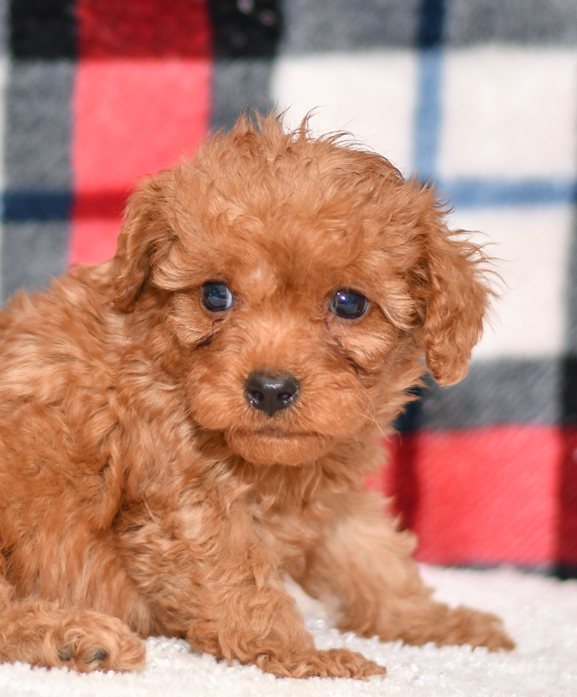 Cute & Adorable Mini Cavapoos puppy for sale and seeking adoption into a loving furever home!