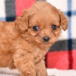 Cute & Adorable Mini Cavapoos puppy for sale and seeking adoption into a loving furever home!