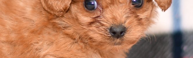 Cute & Adorable Mini Cavapoos puppy for sale and seeking adoption into a loving furever home!