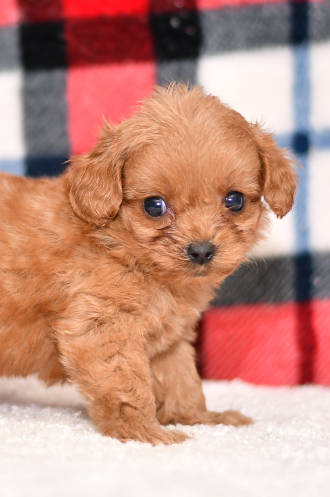 Cavapoo - Lexi - All Star Puppies : All Star Puppies
