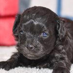 Adorable havapoo puppy. Ohio adoption of cute puppies
