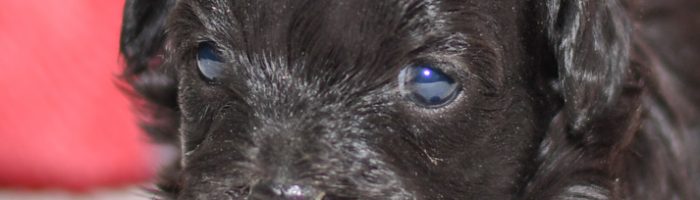 Adorable havapoo puppy. Ohio adoption of cute puppies