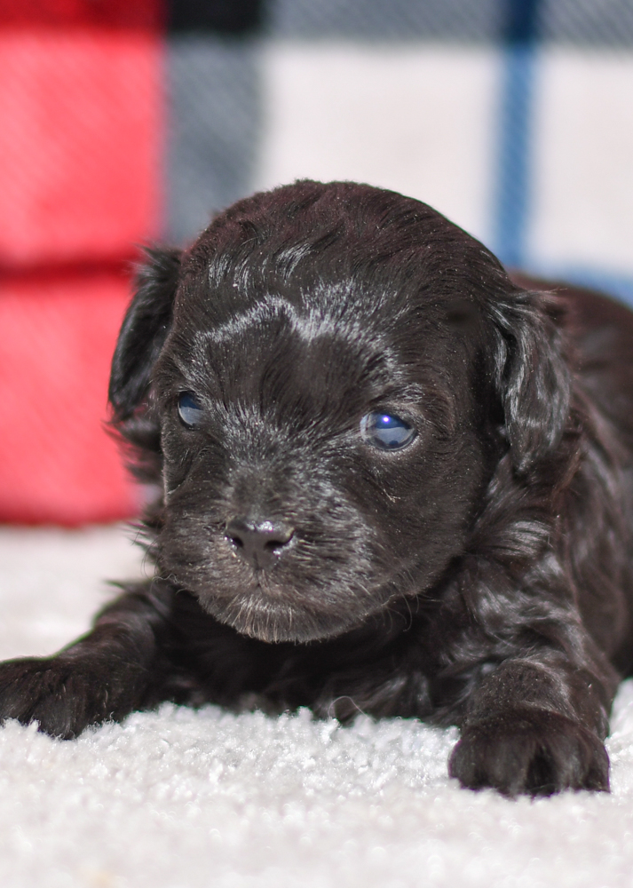Adorable havapoo puppy. Ohio adoption of cute puppies