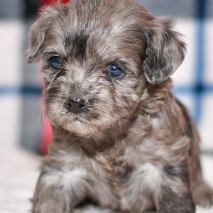 Adorable havapoo puppy. Ohio adoption of cute puppies