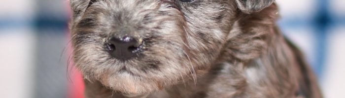 Adorable havapoo puppy. Ohio adoption of cute puppies