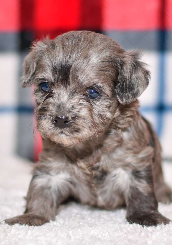 Adorable havapoo puppy. Ohio adoption of cute puppies
