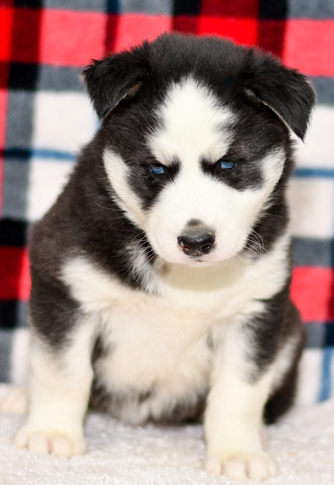 Beautiful Husky Puppy at play. For sale playful puppies of Ohio
