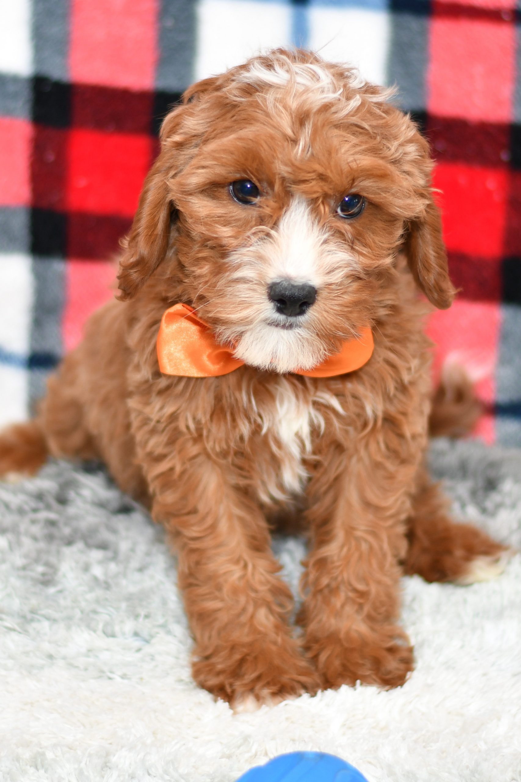 Beautiful Puppies at play. For sale playful puppies of Ohio. Cute and cuddly playful pups for sale cavapoo