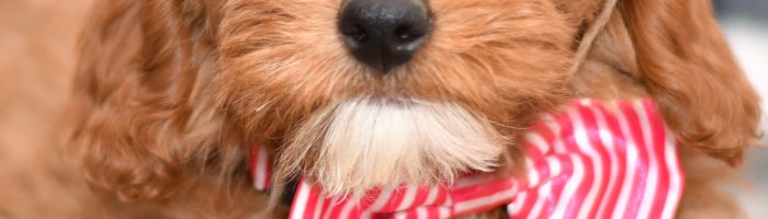 Beautiful Puppies at play. For sale playful puppies of Ohio. Cute and cuddly playful pups for sale cavapoo