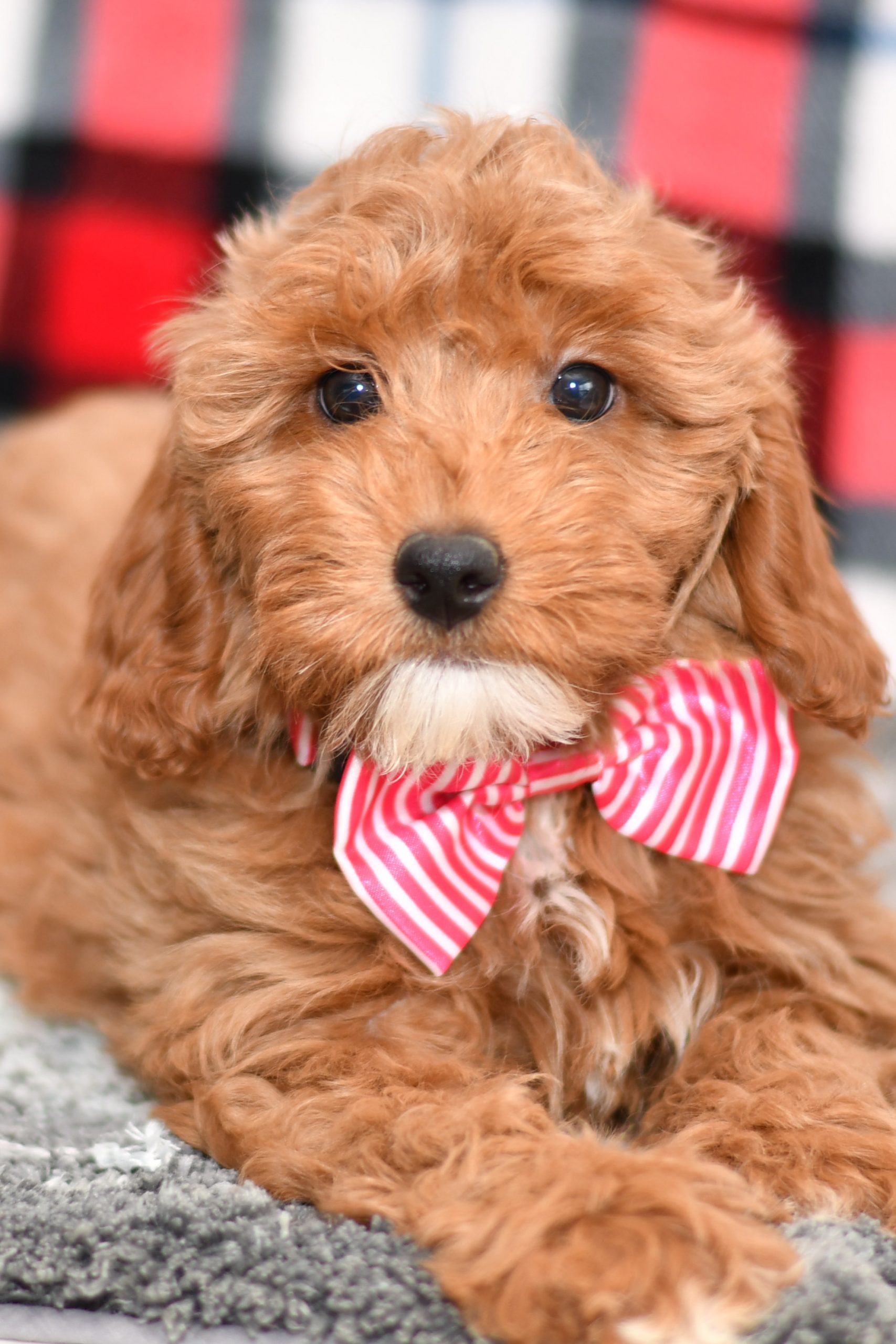 Beautiful Puppies at play. For sale playful puppies of Ohio. Cute and cuddly playful pups for sale cavapoo