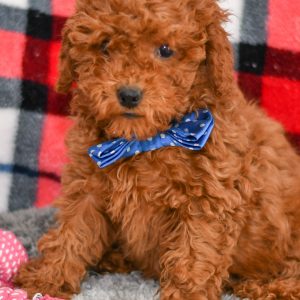 Beautiful Puppies at play. For sale playful puppies of Ohio. Cute and cuddly playful pups for sale cavapoo