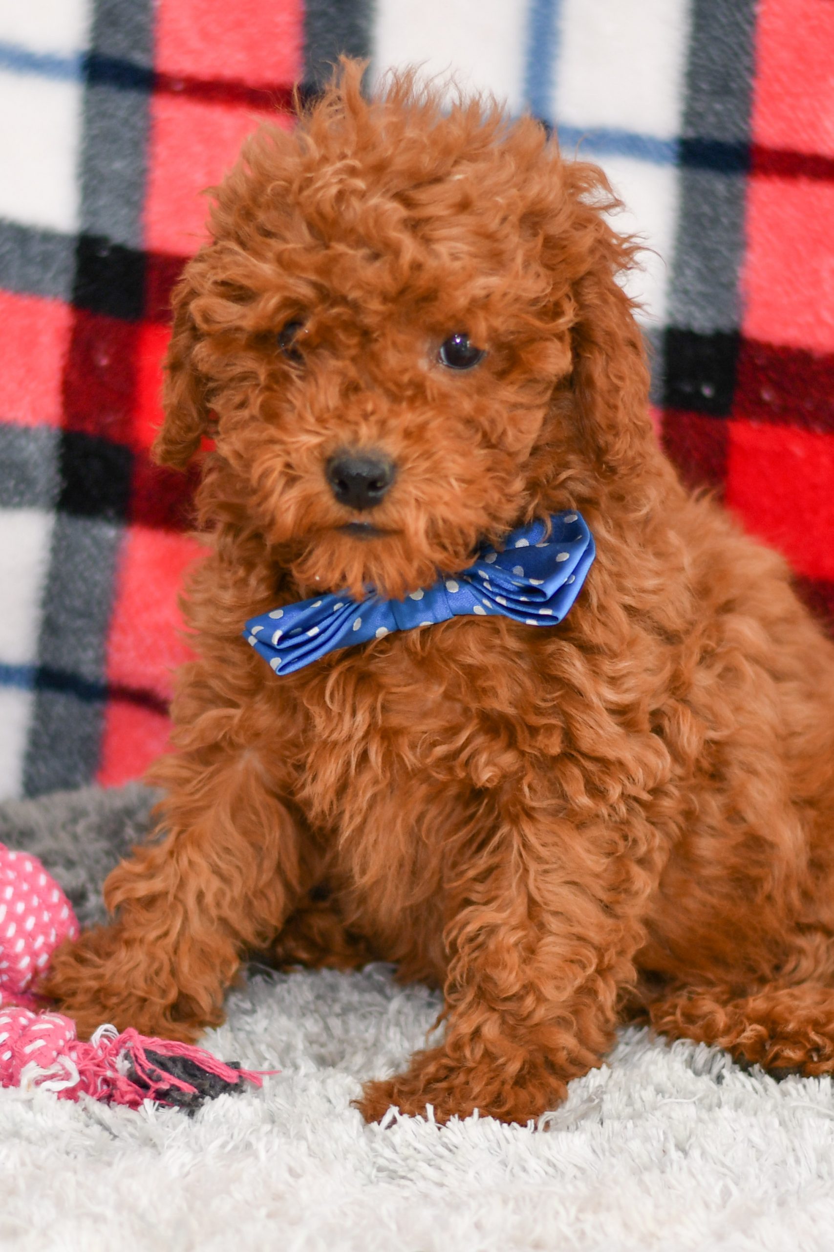 Beautiful Puppies at play. For sale playful puppies of Ohio. Cute and cuddly playful pups for sale cavapoo