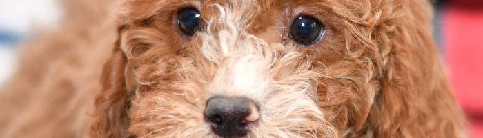 Beautiful Puppies at play. For sale playful puppies of Ohio. Cute and cuddly playful pups for sale cavapoo