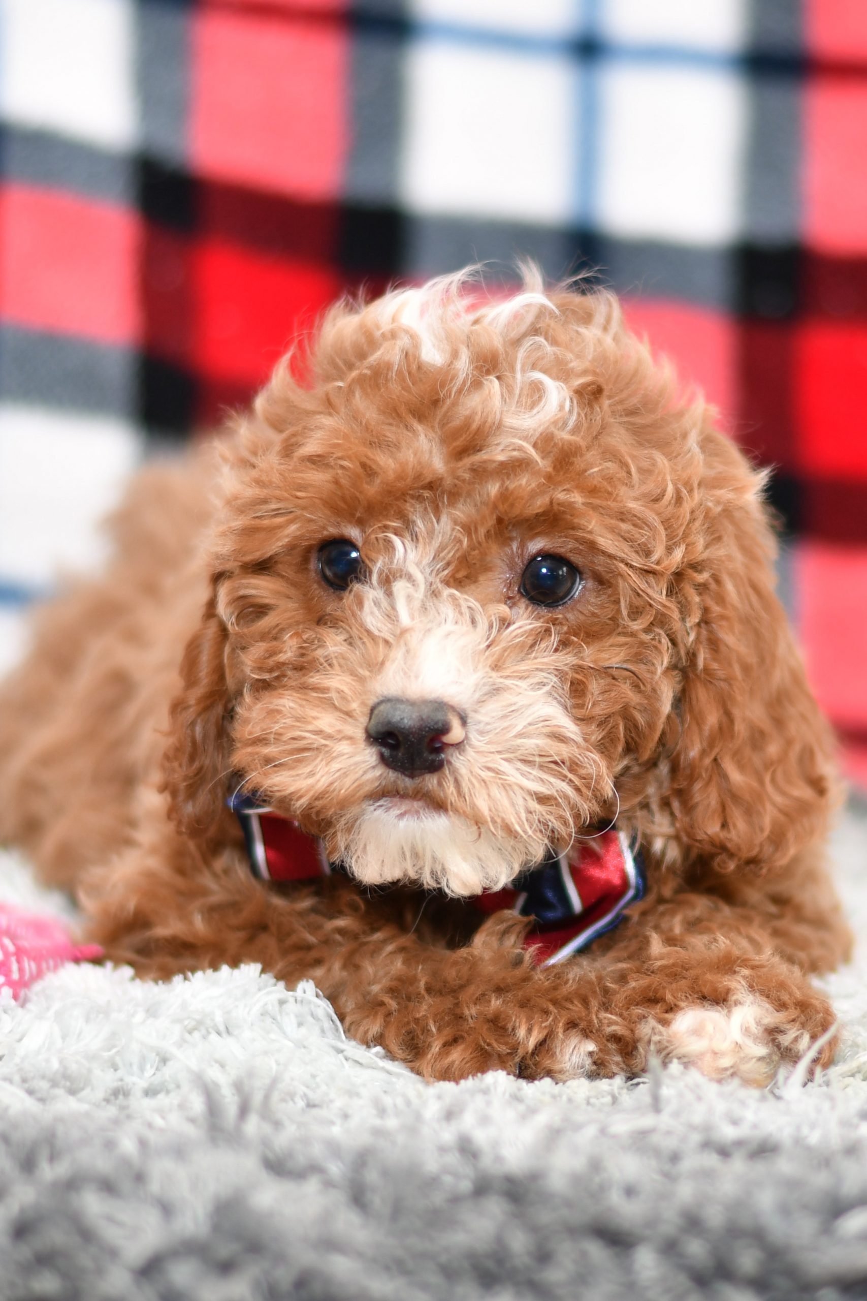 Beautiful Puppies at play. For sale playful puppies of Ohio. Cute and cuddly playful pups for sale cavapoo
