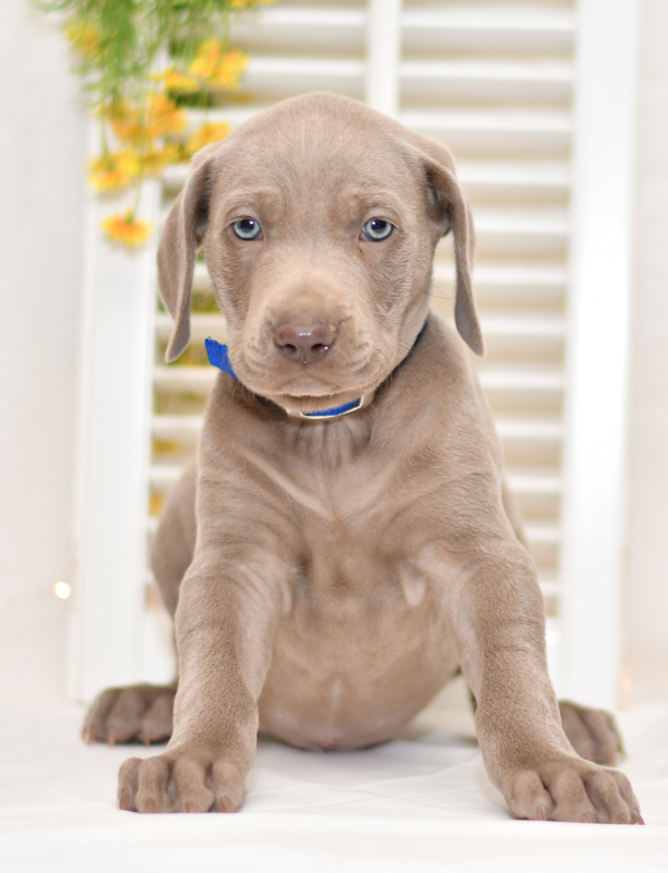 cute cuddley playful mini weimaraner puppies, ohio puppy adoption Valentines weimaraner pup