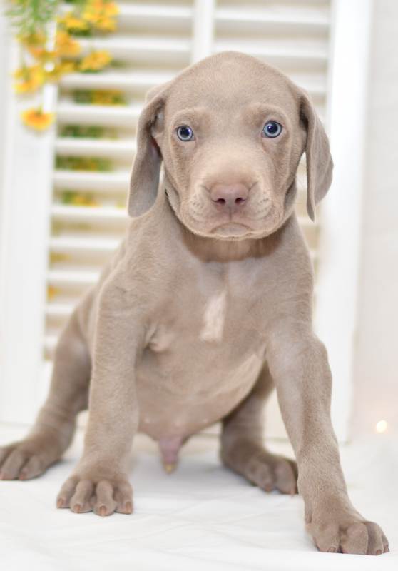 cute cuddley playful mini weimaraner puppies, ohio puppy adoption Valentines weimaraner pup