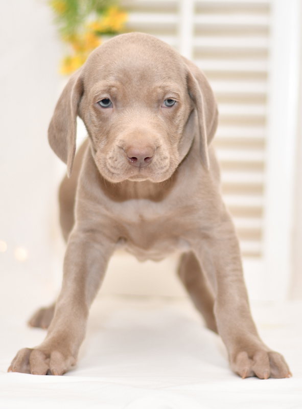 cute cuddley playful mini weimaraner puppies, ohio puppy adoption Valentines weimaraner pup